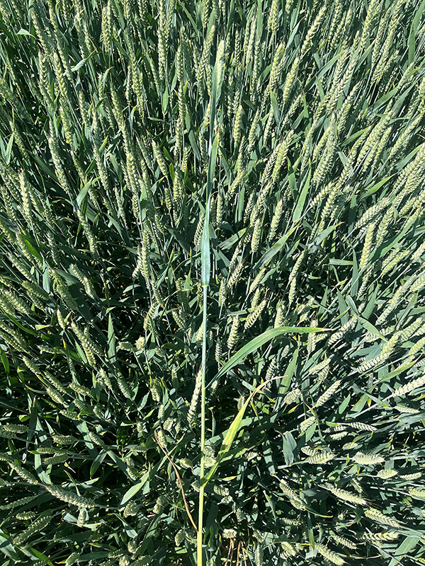 hvedestrå der holdes ovenover en hvedemark